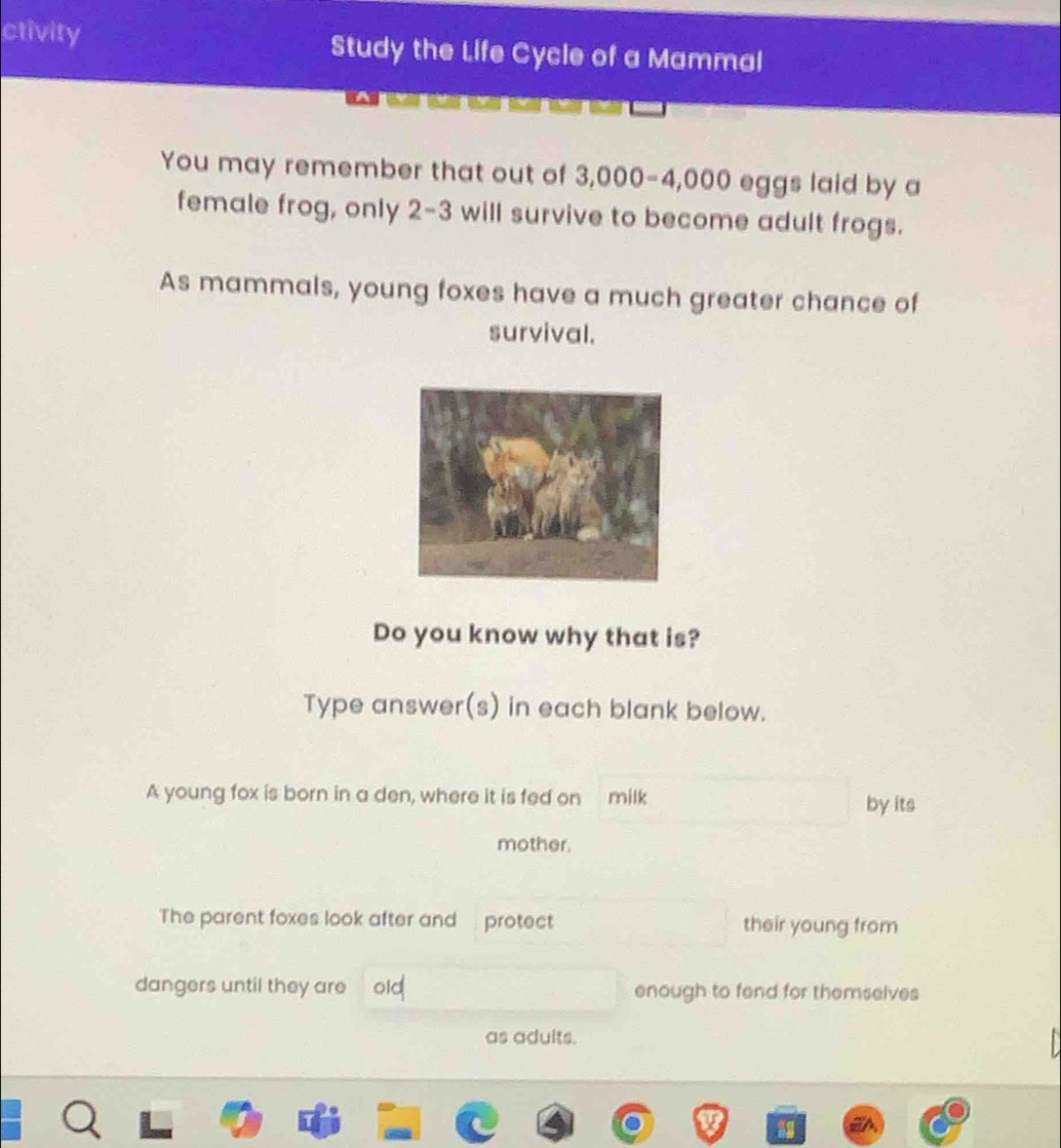ctivity Study the Life Cycle of a Mammal 
You may remember that out of 3,000-4,000 eggs laid by a 
female frog, only 2-3 will survive to become adult frogs. 
As mammals, young foxes have a much greater chance of 
survival. 
Do you know why that is? 
Type answer(s) in each blank below. 
A young fox is born in a den, where it is fed on milk by its 
mother. 
The parent foxes look after and protect their young from 
dangers until they are . enough to fend for themselves 
as aduits.