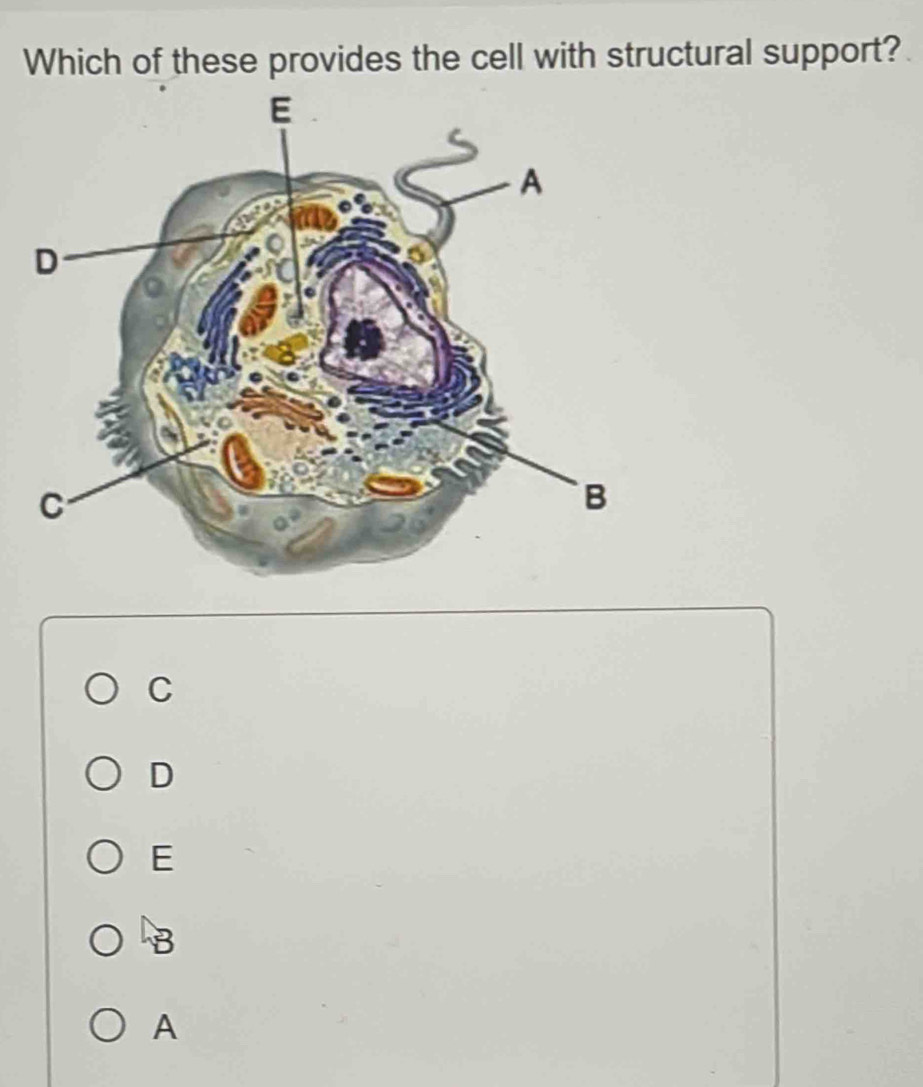 Which of these provides the cell with structural support?
C
D
E
A