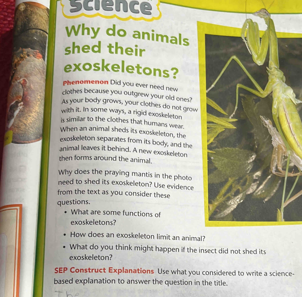 Science 
Why do animals 
shed their 
exoskeletons? 
Phenomenon Did you ever need new 
clothes because you outgrew your old ones? 
As your body grows, your clothes do not grow 
with it. In some ways, a rigid exoskeleton 
is similar to the clothes that humans wear. 
When an animal sheds its exoskeleton, the 
exoskeleton separates from its body, and the 
animal leaves it behind. A new exoskeleton 
then forms around the animal. 
Why does the praying mantis in the photo 
need to shed its exoskeleton? Use evidence 
from the text as you consider these 
questions. 
What are some functions of 
exoskeletons? 
How does an exoskeleton limit an animal? 
What do you think might happen if the insect did not shed its 
exoskeleton? 
SEP Construct Explanations Use what you considered to write a science- 
based explanation to answer the question in the title.