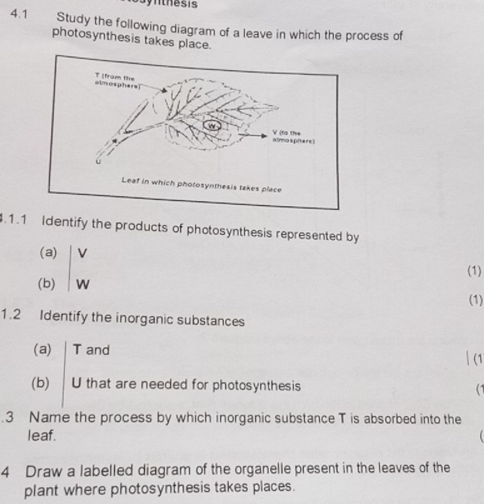 Synthesis 
4.1 Study the following diagram of a leave in which the process of 
photosynthesis takes place. 
Leaf in which photosynthesis takes place 
4.1.1 Identify the products of photosynthesis represented by 
(1) 
(1) 
1.2 Identify the inorganic substances 
(a) T and 
| (1 
(b) U that are needed for photosynthesis (1 
3 Name the process by which inorganic substance T is absorbed into the 
leaf. 
4 Draw a labelled diagram of the organelle present in the leaves of the 
plant where photosynthesis takes places.