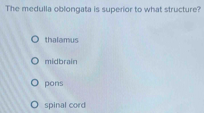 The medulla oblongata is superior to what structure?
thalamus
midbrain
pons
spinal cord