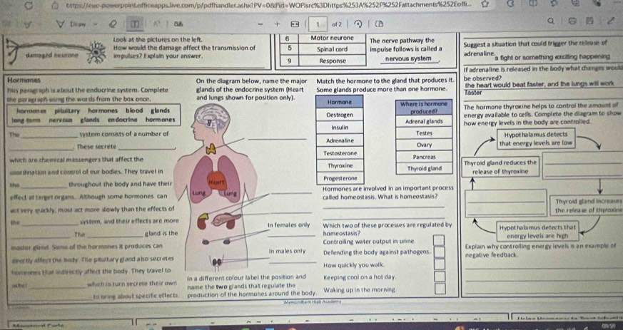 https://sws-oowerpoint.offceapps.live.com/p/pdfhandler.ashx?PV=0&Fid=WOPlsrc%3Dhttps%253A%252F%252Fattachments%252Eoff..
Lispvy T + .  . 1 of 2
Look at the pictures on the left. 6 Motor neurone
How would the damage affect the transmission of 5 The nerve pathway the
_
damaged heurone impulses? Explain your answer. Spinal cord Response impulse follows is called a adrenaline Suggest a situation that could trigger the release of
9 nervous system a flight or something exciting happening 
If adrenaline is released in the body what changes would
Hormones On the diagram below, name the major Match the hormone to the gland that produces it.
This paragraph is about the enducrine system. Complete glands of the endocrine system (Heart Some glands produce more than one hormone. be observed? Taster the heart would beat faster, and the lungs will work
the paragraph using the words from the box once. and lungs shown for position only)  The hormone thyroxine helps to control the amount of
hormones pituitary hormones b lood glands 
long tom nerv ous glands endocrine hormones  energy available to cefls. Compiete the diagram to show
how energy levels in the body are controlled.
The _system consists of a number of _  that energy levels are low Hypothalamus detects
_These secrete_
which are chemical messengers that affect the  
cordination and control of our bodies. They travel in Thyroid gland reduces the release of thyroxine__
ta _throughout the body and have theirHormones are involved in an important process
_
_
effect at target organs. Although some hormones can called homeostasis. What is homeostasis? _Thyroid gland increases
_
act very quackly, most act more slowly than the effects of __the release of thyroxins
th e _system, and their effects are mor Which two of these processes are regulated by Hypothala mus defects that
_The _gland is thehomeostasis? energy levels are high
mastor gland. Soms of the hormones it produces can Controlling water output in unne Explain why controiling energy levels is an example of
deectly affect the body. The pitultary gland a lso secretes _Defending the body against pathogens. negative feedback .
homones than inda ectly affect the body. They travel toHow quickly you walk._
In a different colour label the position and Keeping cool on a hot day_
o tmor_ which ia turn secrete their own name the two glands that regulate the Waking up in the morning_
_
to bring about specific effects. production of the hormones around the body