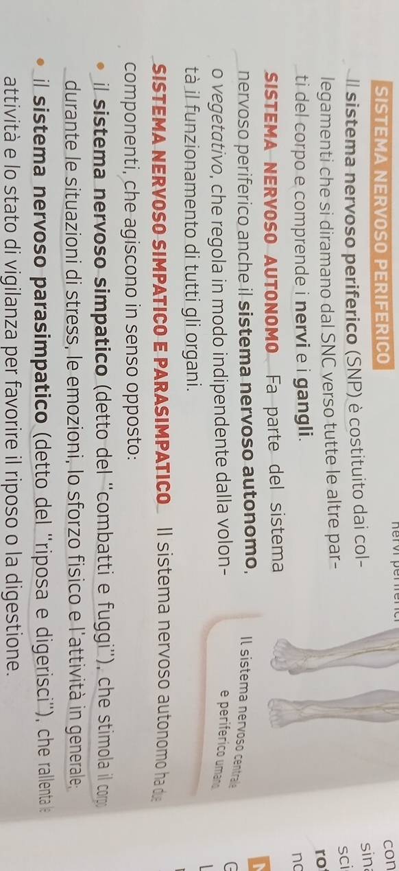 SISTEMA NERVOSO PERIFERICO Rervr pérffénc
con
Il sistema nervoso periferico (SNP) è costituito dai col-
sin
legamenti che si diramano dal SNC verso tutte le altre par- sci
ro
ti del corpo e comprende i nervi e i gangli.
no
SISTEMA NERVOSO AUTONOMO Fa parte del sistema
nervoso periferico anche il sistema nervoso autonomo, Il sistema nervoso centrale
G
o vegetativo, che regola in modo indipendente dalla volon- e periférico umano

tà il funzionamento di tutti gli organi.
SISTEMA NERVOSO SIMPATICO E PARASIMPATICO Ⅱ sistema nervoso autonomo ha d 
componenti, che agiscono in senso opposto:
il sistema nervoso simpatico (detto del ''combatti e fuggi''), che stimola il corp
durante le situazioni di stress, le emozioni, lo sforzo fisico e l'attività in generale;
il sistema nervoso parasimpatico (detto del ''riposa e digerisci''), che rallenta e
attività e lo stato di vigilanza per favorire il riposo o la digestione.