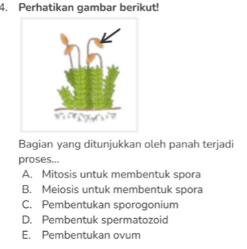 Perhatikan gambar berikut!
Bagian yang ditunjukkan oleh panah terjadi
proses...
A. Mitosis untuk membentuk spora
B. Meiosis untuk membentuk spora
C. Pembentukan sporogonium
D. Pembentuk spermatozoid
E. Pembentukan ovum