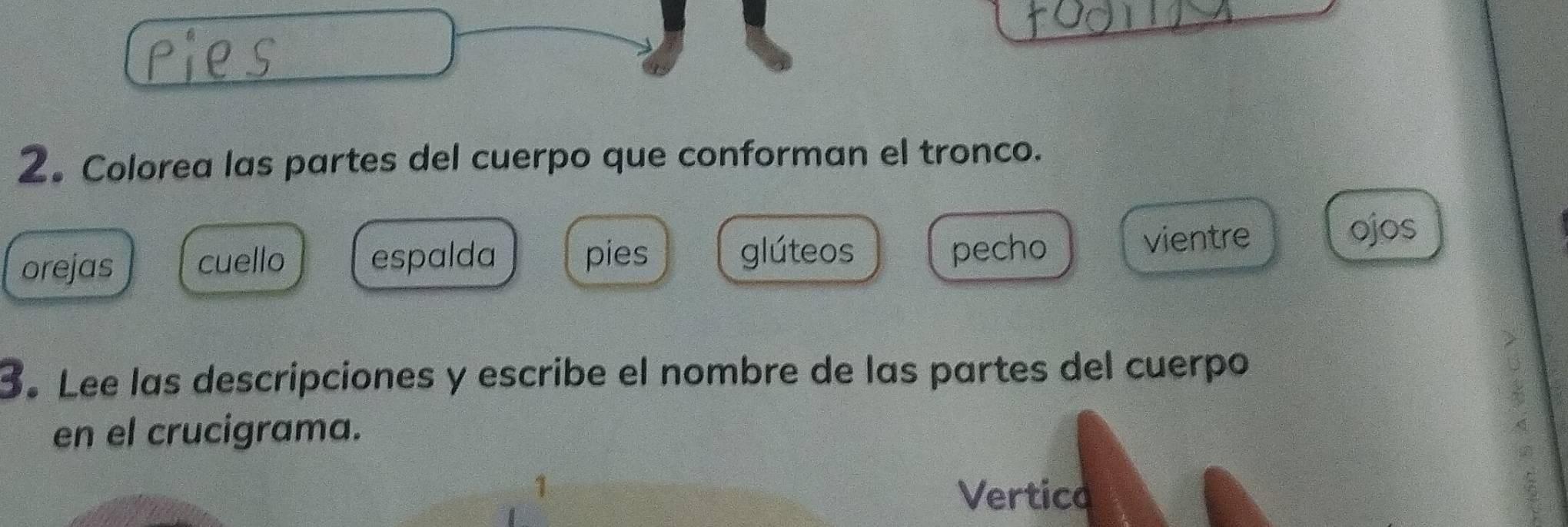 2。 Colorea las partes del cuerpo que conforman el tronco.
glúteos vientre
orejas cuello espalda pies pecho
ojos
3. Lee las descripciones y escribe el nombre de las partes del cuerpo
en el crucigrama.
1
Vertico