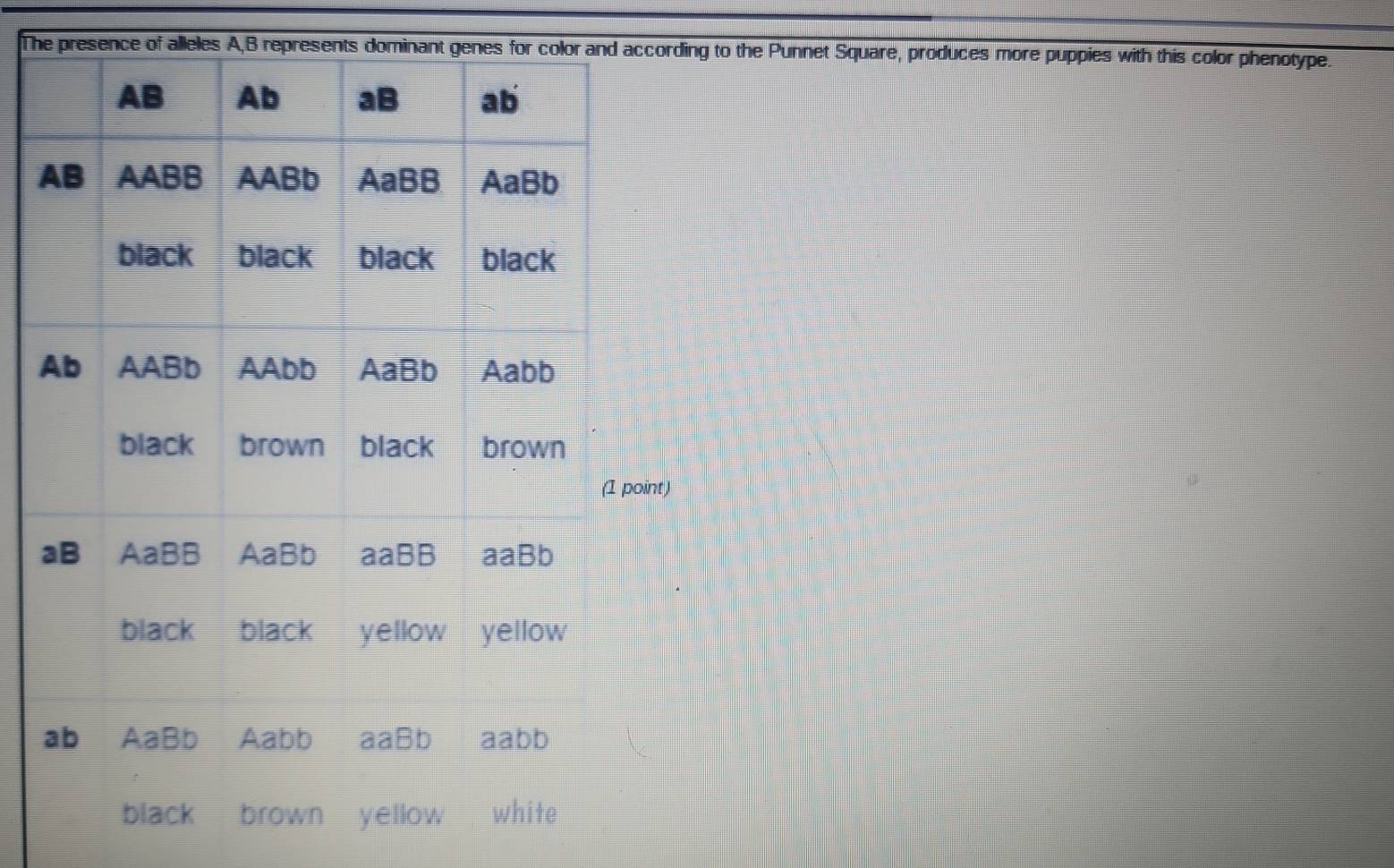 The presence of alleles A, B repthe Punnet Square, produces more puppies with this color phenotype.
