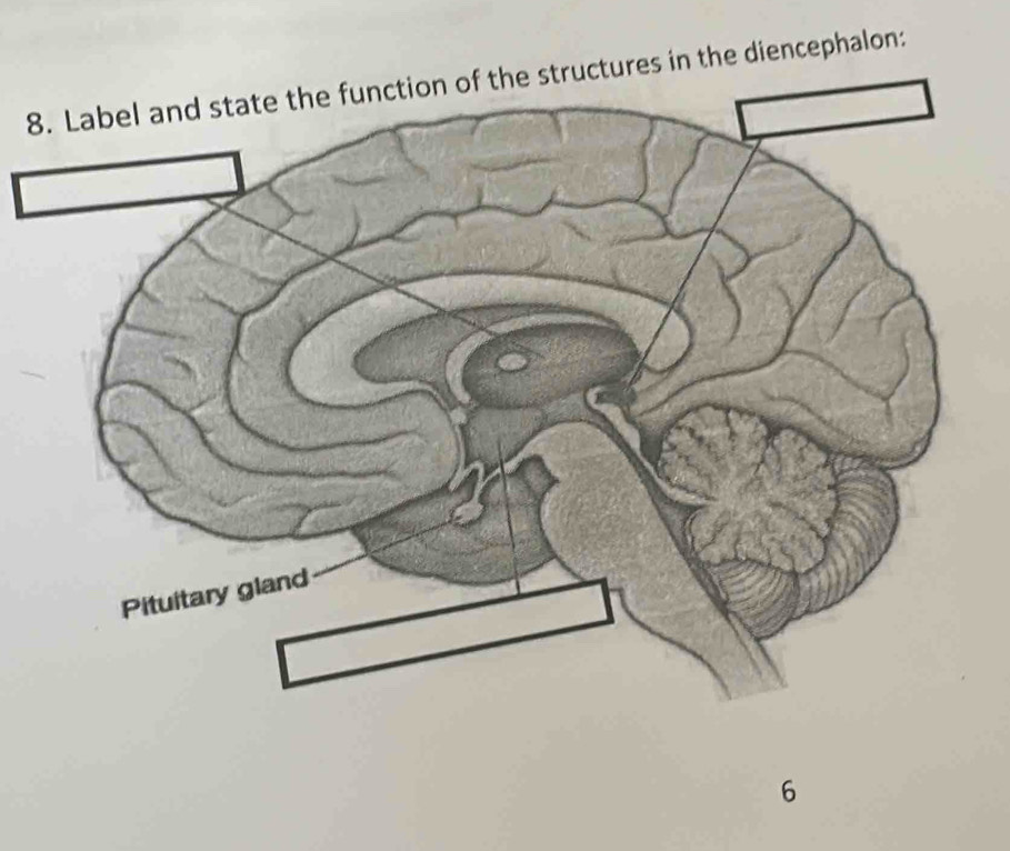 8ructures in the diencephalon:
6