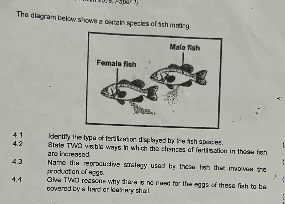 1 2018, Päper 1) 
The diagram below shows a certain species of fish mating. 
4.1 Identify the type of fertilization displayed by the fish species. 
4.2 State TWO visible ways in which the chances of fertilisation in these fish 
are increased. 
4.3 Name the reproductive strategy used by these fish that involves the 
production of eggs. 
4.4 Give TWO reasons why there is no need for the eggs of these fish to be 
covered by a hard or leathery shell.