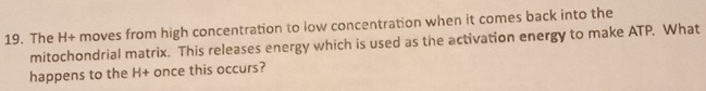 The H+ moves from high concentration to low concentration when it comes back into the 
mitochondrial matrix. This releases energy which is used as the activation energy to make ATP. What 
happens to the H+ once this occurs?