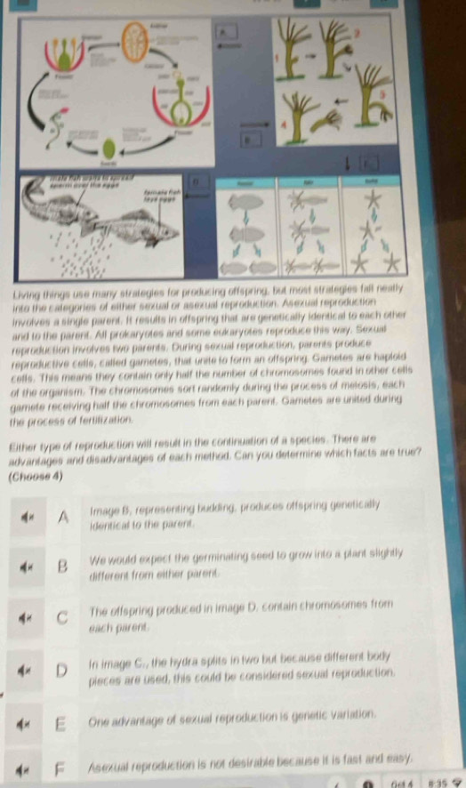 into the categories of either sexual or asexual reproduction. Asex
involves a single parent. It results in offspring that are genetically identical to each other
and to the parent. All prokaryotes and some eukaryotes reproduce this way. Sexual
reproduction involves two parents. During sexual reproduction, parents produce
reproductive celle, called gametes, that unite to form an offspring. Gametes are haploid
cells. This means they contain only half the number of chromosomes found in other celis
of the organism. The chromosomes sort randomly during the process of melosis, each
gamete receiving half the chromosomes from each parent. Gametes are united during
the process of fertilization.
Either type of reproduction will result in the continuation of a species. There are
advantages and disadvantages of each method. Can you determine which facts are true?
(Choose 4)
/
Image B. representing budding, produces offspring genetically
identical to the parent.
B We would expect the germinating seed to grow into a plant slightly
different from either parent.
The offspring produced in image D. contain chromosomes from
each parent.
D In image C., the hydra splits in two but because different body
pieces are used, this could be considered sexual reproduction.
F One advantage of sexual reproduction is genetic variation.
F Asexual reproduction is not desirable because it is fast and easy.