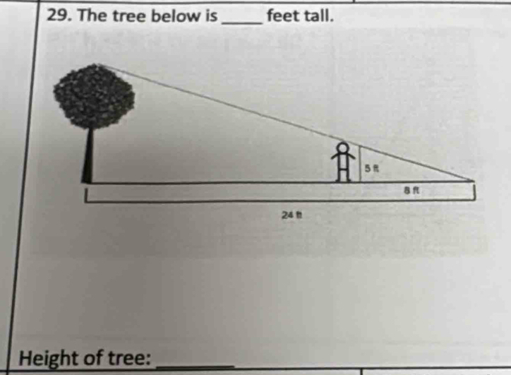 The tree below is _feet tall. 
Height of tree:_