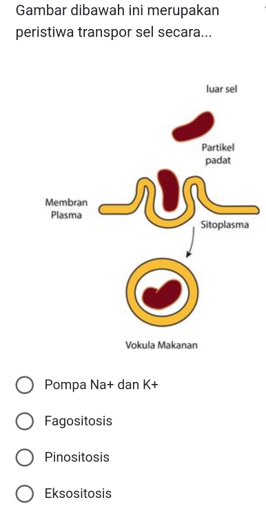 Gambar dibawah ini merupakan
peristiwa transpor sel secara...
Vokula Makanan
Pompa Na+ dan K+
Fagositosis
Pinositosis
Eksositosis