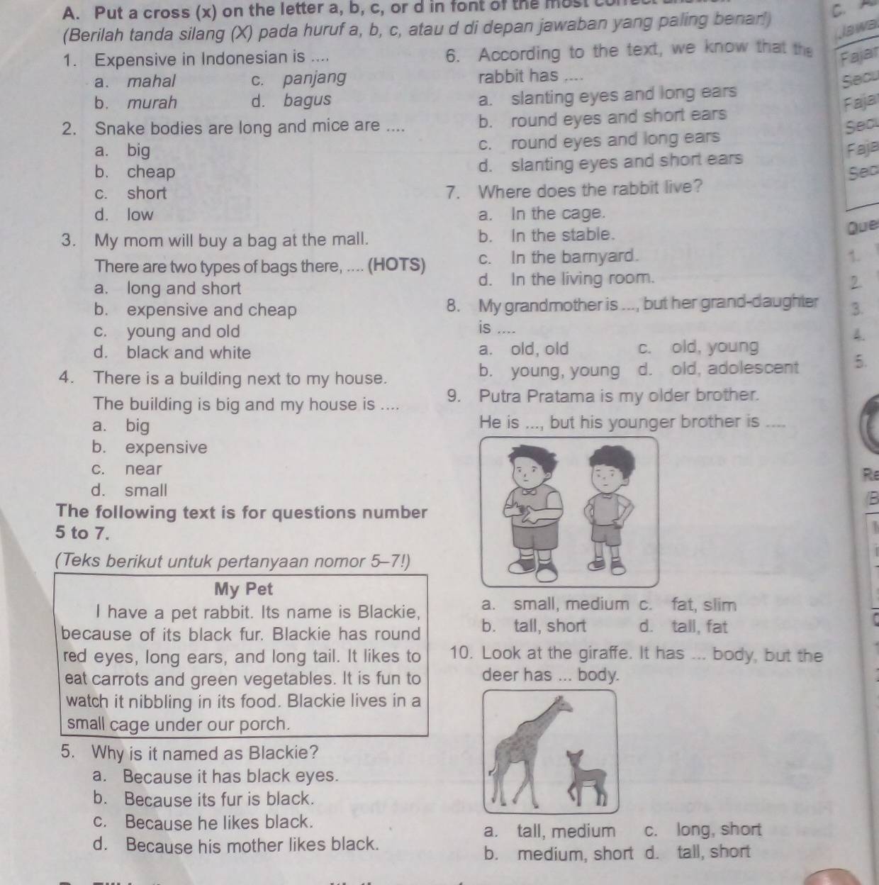 Put a cross (x) on the letter a, b, c, or d in font of the most cu
(Berilah tanda silang (X) pada huruf a, b, c, atau d di depan jawaban yang paling benar!)
C.A
Jawa
1. Expensive in Indonesian is .... 6. According to the text, we know that th
Fajar
a. mahal c. panjang rabbit has ....
Secu
b. murah d. bagus a. slanting eyes and long ears
Faja
2. Snake bodies are long and mice are .... b. round eyes and short ears
Sea
a. big c. round eyes and long ears
Faje
d. slanting eyes and short ears
b. cheap Sec
c. short
7. Where does the rabbit live?
d. low a. In the cage.
3. My mom will buy a bag at the mall. b. In the stable.
Que
There are two types of bags there, .... (HOTS) c. In the barnyard.
1.
a. long and short d. In the living room. 2.
b. expensive and cheap 8. My grandmother is ..., but her grand-daughter 3.
is ....
c. young and old 4.
d. black and white a. old, old c. old, young
4. There is a building next to my house. d. old, adolescent 5.
b. young, young
The building is big and my house is .... 9. Putra Pratama is my older brother.
a. big He is ..., but his younger brother is ....
b. expensive
c. near
R
d. small
IB
The following text is for questions number
5 to 7.
(Teks berikut untuk pertanyaan nomor 5-7!)
My Pet
I have a pet rabbit. Its name is Blackie, a. small, medium c. fat, slim
because of its black fur. Blackie has round b. tall, short d. tall, fat
red eyes, long ears, and long tail. It likes to 10. Look at the giraffe. It has ... body, but the
eat carrots and green vegetables. It is fun to deer has ... body.
watch it nibbling in its food. Blackie lives in a
small cage under our porch.
5. Why is it named as Blackie?
a. Because it has black eyes.
b. Because its fur is black.
c. Because he likes black.
a. tall, medium c. long, short
d. Because his mother likes black.
b. medium, short d. tall, short