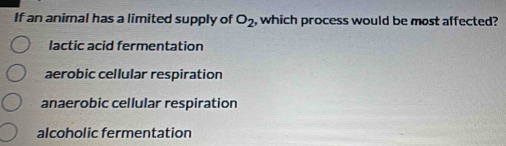 If an animal has a limited supply of O_2 , which process would be most affected?
lactic acid fermentation
aerobic cellular respiration
anaerobic cellular respiration
alcoholic fermentation