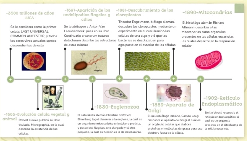 1697-Aparición de los −1881-Descubrimiento de los 
- 3500 millones de años undulipodios flagelos y cloroplastos -1890-Mitocondrias 
LUCA cílios Theodor Engelmann, biólogo aleman. El histológo alemán Richard 
Se le considera como la primer Se le atribuyen a Anton Van descubre los cloroplastos mediante un Altmann describió a las 
celula, LAST UNIVERSAL Leeuwenhoek, pues en su libro experimento en el cual iluminó las mitocondrias como organulos 
COMMON ANCESTOR, γ todos Continuatio arcanorum naturae cólulas de una alga y vió que las presentes en las cólulas eucariotas, 
los seres vivos actuales somos detectorum describe las estructuras bacterías se desplazaban para las cuales desarrollan la respiración 
de estas mismas n el exterior de las células 
-1665-Evolución celula vegetal y El naturalista alemán Christian Gottfried El neurobiólogo italiano, Camilo Golgi retículo endoplasmático el 
animal Robert Hooke publicó su libro Ehrenberg logró observar a la euglena, la cual es descubre el aparato de Golgi el cuál es cual es un orgánulo 
titulado, Micrographia, en la cual un organismo microscópico unicelular o protista, un orgánulo celular que elabora presente en el citoplasma de 
describe la existencia de las y posee dos flagelos, una alargado y el etro proteinas y moléculas de grasa para uso la célula eucariota. 
cólulas. pequeño, la cual su función es la de desplazarse. dentro y fuera de la célula,