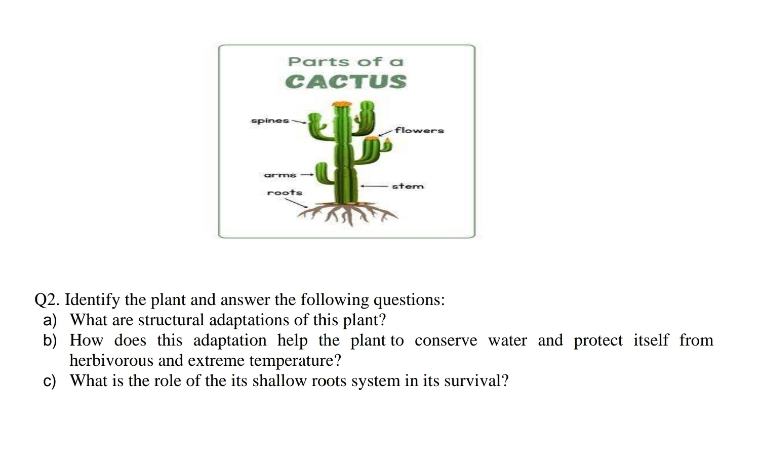 Solved: Identify the plant and answer the following questions: a) What ...