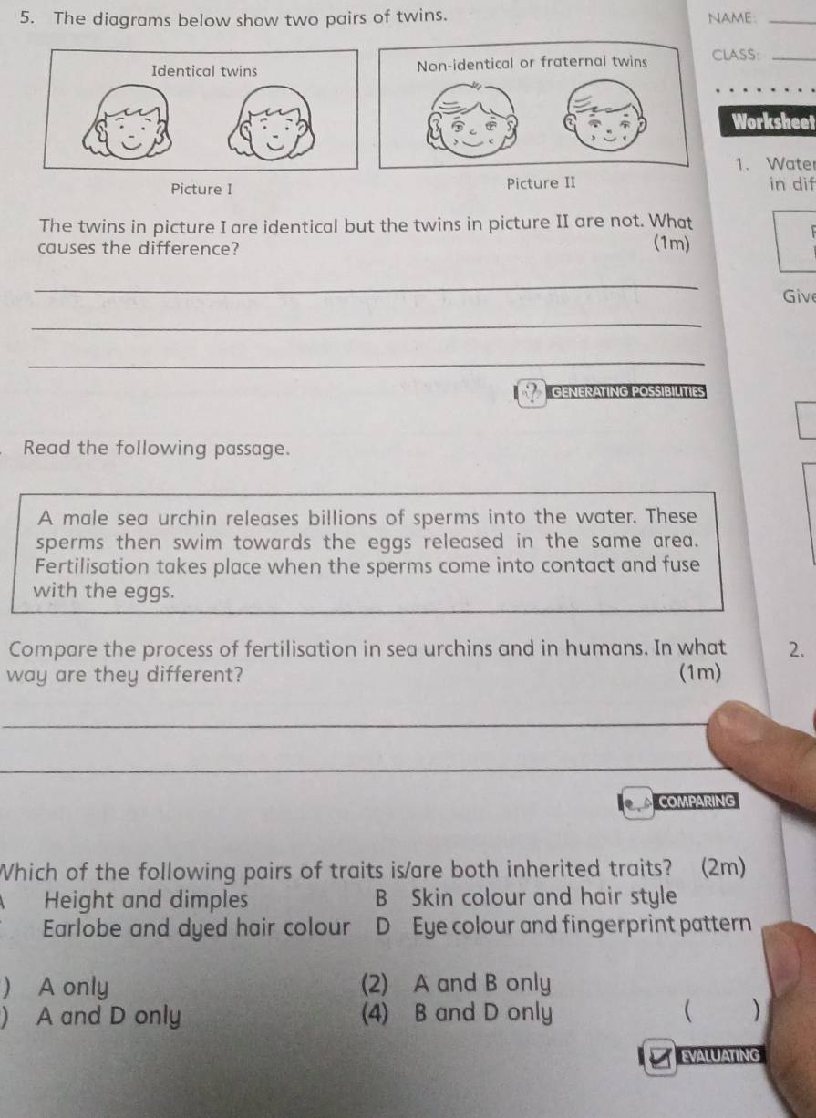 The diagrams below show two pairs of twins. NAME:_
CLASS:_
Worksheet
1. Water
Picture I Picture II in dif
The twins in picture I are identical but the twins in picture II are not. What
causes the difference? (1m)
_
Give
_
_
GENERATING POSSIBILITIES
Read the following passage.
A male sea urchin releases billions of sperms into the water. These
sperms then swim towards the eggs released in the same area.
Fertilisation takes place when the sperms come into contact and fuse
with the eggs.
Compare the process of fertilisation in sea urchins and in humans. In what 2.
way are they different? (1m)
_
_
_
COMPARING
Which of the following pairs of traits is/are both inherited traits? (2m)
Height and dimples B Skin colour and hair style
Earlobe and dyed hair colour D Eye colour and fingerprint pattern
) A only (2) A and B only
) A and D only (4) B and D only  )
EVALUATING