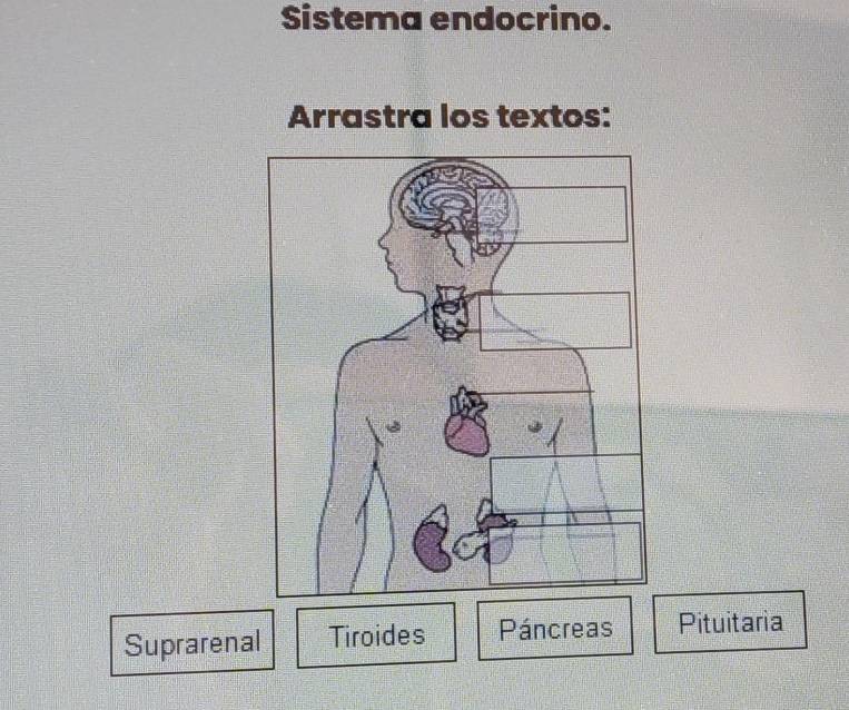 Sistema endocrino.
Arrastra los textos:
Suprarenal Tiroides Páncreas Pituitaria