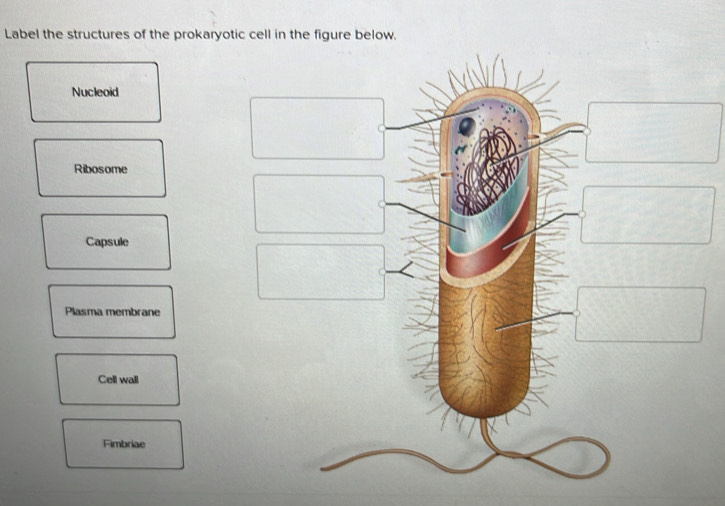 Solved: Label the structures of the prokaryotic cell in the figure ...