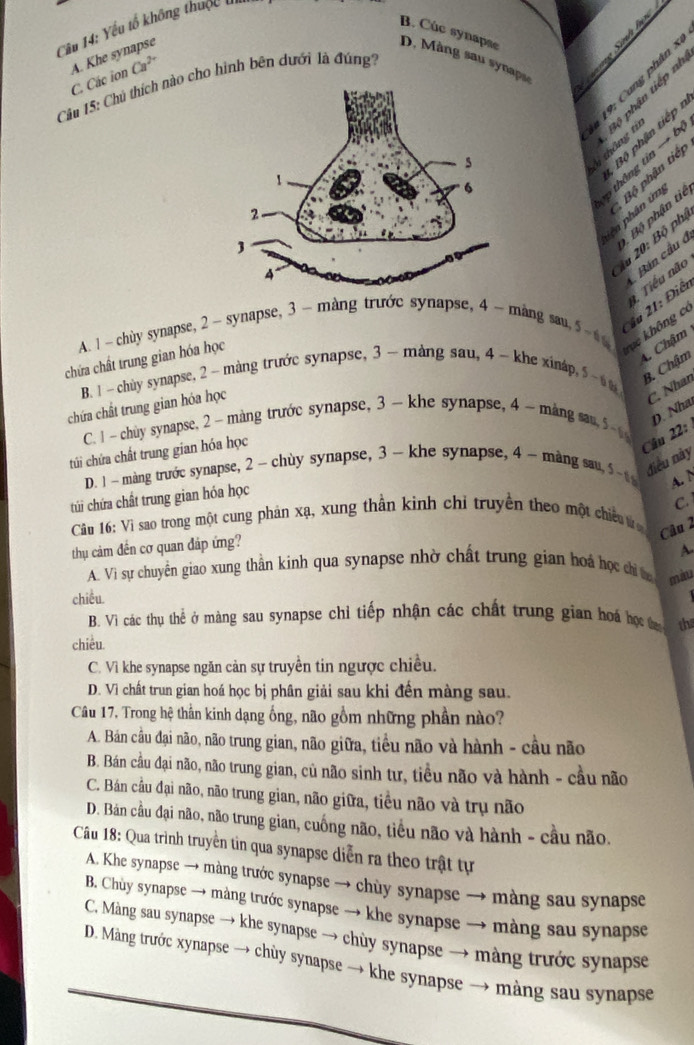 Yếu tổ không thuộc t
B. Cùc synapae
A. Khe synapse D.  Màng sau synapu    S
Câu 15: Chú thích nào cho hình bên dưới là đúng'' C. Các ion Ca^(2+)
* 19 :  C u ng phân x Vì thông tí  Bộ phận tiếp  n
Bộ phận tiế  
1 thông tin → b
iên  phân ứn  Bộ phận tiể
Bộ phận tiê
Ấu 20: Bộ phụ
1 Tiểu não
* u 21: Điển Bán cầu ở
rục không có
A. 1 -  chùy synapse, 2 ~ synapse, 3 - màng trước synapse, 4 ~ màng sau, 5 ~6
B. Chậm C Chậm
chứa chất trung gian hóa học
B. 1- chùy synapse, 2 - màng trước synapse, 3 - màng sau, 4 ~ khe xináp, 5 -   
chứa chất trung gian hóa học
C. Nhan
D. Nha
C. 1 - chùy synapse, 2 - màng trước synapse, 3 - khe synapse, 4 - máng sau, 5   
túi chứa chất trung gian hóa học
Câ u 22  
điều này
D. 1 ~ màng trước synapse, 2 ~ chùy synapse, 3 - khe synapse, 4 ~ màng sau,  ~  A. N
túi chứa chất trung gian hóa học
Câu 16: Vì sao trong một cung phản xạ, xung thần kinh chỉ truyền theo một chiếu t C.
Câu 2
thu cảm đến cơ quan đáp ứng?
A
A. Vì sự chuyển giao xung thần kinh qua synapse nhờ chất trung gian hoá học chỉ t miu
chiều.
B. Vì các thụ thể ở màng sau synapse chỉ tiếp nhận các chất trung gian hoá học t the
chiêu.
C. Vì khe synapse ngăn cản sự truyền tin ngược chiều.
D. Vì chất trun gian hoá học bị phân giải sau khi đền màng sau.
Câu 17, Trong hệ thần kinh dạng ống, não gồm những phần nào?
A. Bán cầu đại não, não trung gian, não giữa, tiểu não và hành - cầu não
B. Bán cầu đại não, não trung gian, củ não sinh tư, tiều não và hành - cầu não
C. Bán cầu đại não, não trung gian, não giữa, tiểu não và trụ não
D. Bán cầu đại não, não trung gian, cuống não, tiểu não và hành - cầu não.
Câu 18: Qua trình truyền tin qua synapse diễn ra theo trật tự
A. Khe synapse → màng trước synapse → chùy synapse → màng sau synapse
B. Chùy synapse → màng trước synapse → khe synapse → màng sau synapse
C. Màng sau synapse → khe synapse → chùy synapse → màng trước synapse
D. Màng trước xynapse → chùy synapse → khe synapse → màng sau synapse