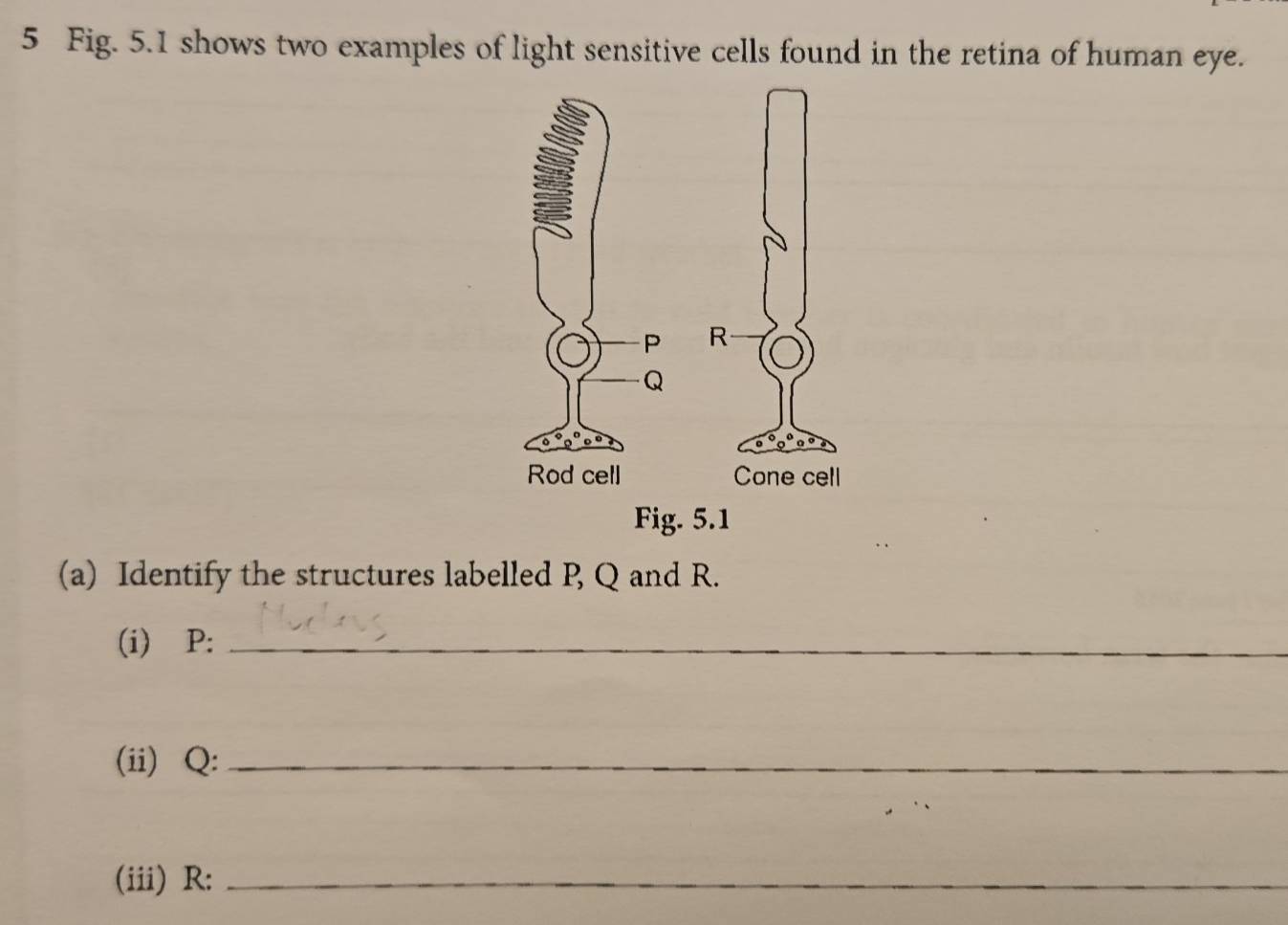 Fig. 5.1 shows two examples of light sensitive cells found in the retina of human eye. 
(a) Identify the structures labelled P, Q and R. 
(i) P :_ 
(ii) Q :_ 
(iii) R :_