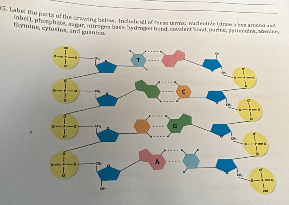 Label the parts of the drawing below. Include all of these terms: nucleotide (draw a box around and
label), phosphate, sugar, nitrogen base, hydrogen bond, covalent bond, purine, pyrimidine, adenine,
thymine, cytosine, and guanine.