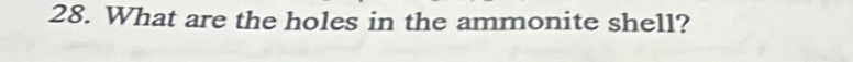 What are the holes in the ammonite shell?