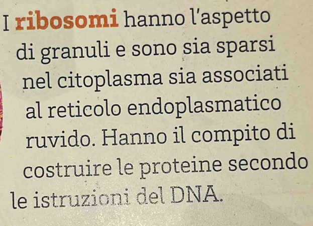 ribosomi hanno l’aspetto 
di granuli e sono sia sparsi 
nel citoplasma sia associati 
al reticolo endoplasmatico 
ruvido. Hanno il compito di 
costruire le proteine secondo 
le istruzioni del DNA.