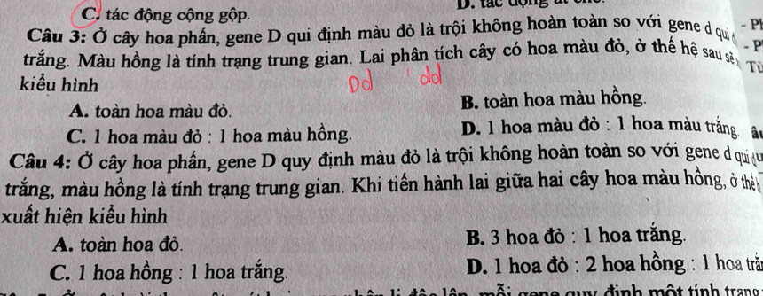 C. tác động cộng gộp D. tắc động
Câu 3: Ở cây hoa phần, gene D qui định màu đỏ là trội không hoàn toàn so với gene d qui - Pl
- P
trắng. Màu hồng là tính trạng trung gian. Lai phân tích cây có hoa màu đỏ, ở thế hệ sau sẽ
Từ
kiểu hình
A. toàn hoa màu đỏ. B. toàn hoa màu hồng.
C. 1 hoa màu đỏ : 1 hoa màu hồng.
D. 1 hoa màu đỏ : 1 hoa màu trắng âu
Câu 4: Ở cây hoa phần, gene D quy định màu đỏ là trội không hoàn toàn so với gene d qui 
trắng, màu hồng là tính trang trung gian. Khi tiến hành lai giữa hai cây hoa màu hồng, ở thển
xuất hiện kiểu hình
A. toàn hoa đỏ. B. 3 hoa đỏ : 1 hoa trằng.
C. 1 hoa hồng : 1 hoa trắng. D. 1 hoa đỏ : 2 hoa hồng : 1 hoa trả
gene guy định một tính trang