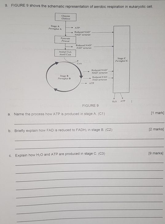 FIGURE 9 shows the schematic representation of aerobic respiration in eukaryotic cell.
FIGURE 9
a. Name the process how ATP is produced in stage A. (C1) _[1 mark]
_
b. Briefly explain how FAD is reduced to FADH₂ in stage B. (C2) [2 marks]
_
_
c. Explain how H_2O and ATP are produced in stage C. (C3) [9 marks]
_
_
_
_
_
_
_
_