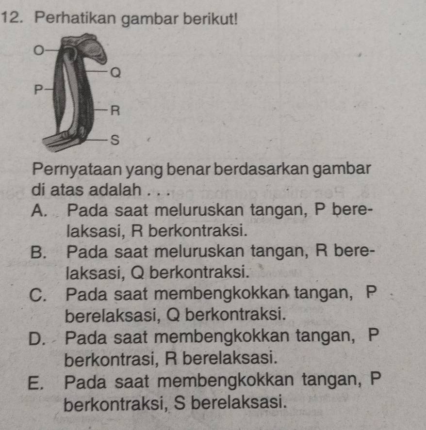 Perhatikan gambar berikut!
Pernyataan yang benar berdasarkan gambar
di atas adalah . . .
A. Pada saat meluruskan tangan, P bere-
laksasi, R berkontraksi.
B. Pada saat meluruskan tangan, R bere-
laksasi, Q berkontraksi.
C. Pada saat membengkokkan tangan, P
berelaksasi, Q berkontraksi.
D. Pada saat membengkokkan tangan, P
berkontrasi, R berelaksasi.
E. Pada saat membengkokkan tangan, P
berkontraksi, S berelaksasi.