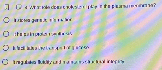 What role does cholesterol play in the plasma membrane?
It stores genetic information
It helps in protein synthesis
It facilitates the transport of glucose
It regulates fluidity and maintains structural integrity