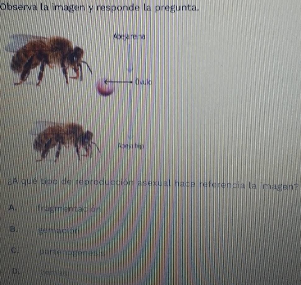 Observa la imagen y responde la pregunta.
¿A qué tipo de reproducción asexual hace referencia la imagen?
A. fragmentación
B. gemación
C.partenogénesis
D. yemas