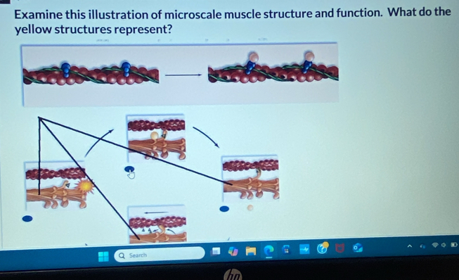 Examine this illustration of microscale muscle structure and function. What do the 
yellow structures represent? 
Search