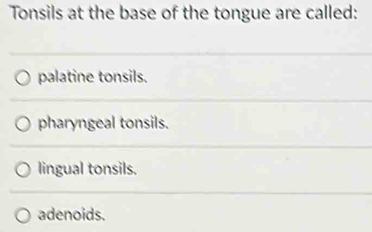 Tonsils at the base of the tongue are called:
palatine tonsils.
pharyngeal tonsils.
lingual tonsils.
adenoids.