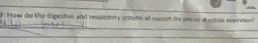 How do the digestive and respiratory systems all support the process of celfular respiration? 
_