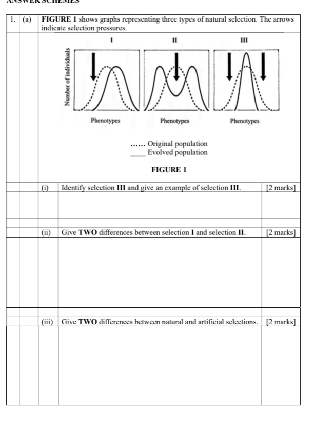 FIGURE 1 shows graphs representing three types of natural selection. The arrows 
indicate selection pressures. 
III 
Phenotypes 
_Original population 
_Evolved population 
FIGURE 1 
(i) Identify selection III and give an example of selection III. [2 marks] 
(ii) Give TWO differences between selection I and selection II. [2 marks] 
(iii) Give TWO differences between natural and artificial selections. [2 marks]