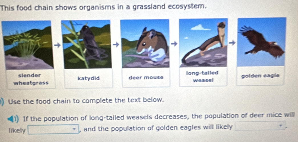 This food chain shows organisms in a grassland ecosystem. 
Use the food chain to complete the text below. 
If the population of long-tailed weasels decreases, the population of deer mice will 
likely □ , and the population of golden eagles will likely 1 frac 1/100 _ -