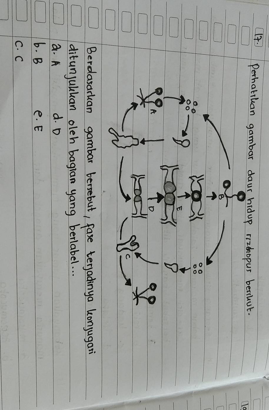 (. Perhatihan gambar daur hidup rizhopus berihut.
10
28
E
A
D
C
Berdasarkan gambar bersebut, fase terjadinya konjugari
ditunjulkan oleh bagran yang berlabel. . .
a. A d. D
6. B e. E
C. C