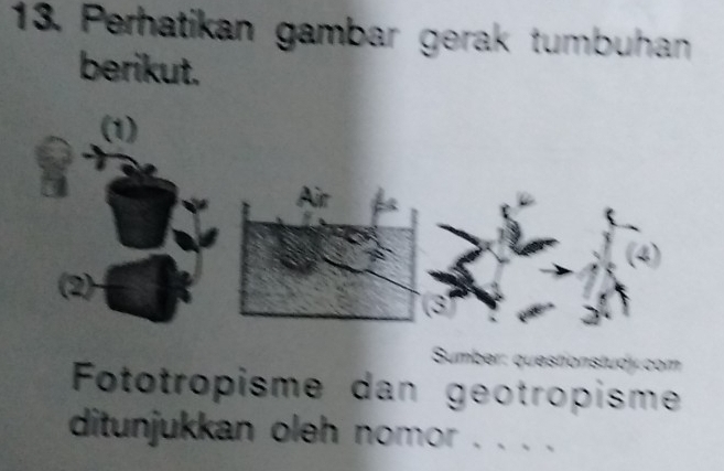 Perhatikan gambar gerak tumbuhan 
berikut. 
Sumber: question: c o 
Fototropisme dan geotropisme 
ditunjukkan oleh nomor . . . .