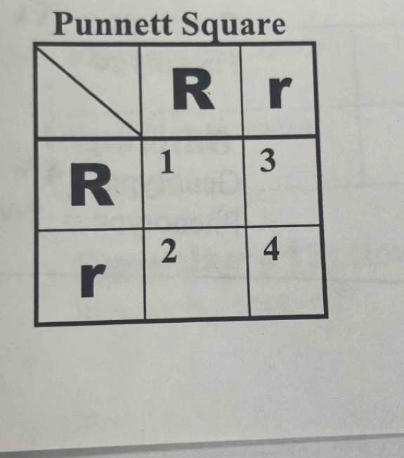 Punnett Square