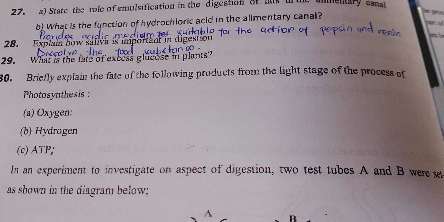 State the role of emulsification in the digestion of lats in the dmmentary canal 
the groe 
b) What is the function of hydrochloric acid in the alimentary canal? 
part of 
28. Explain how saliva is important in digestion 
b 
29. What is the fate of excess glucose in plants? 
30. Briefly explain the fate of the following products from the light stage of the process of 
Photosynthesis : 
(a) Oxygen: 
(b) Hydrogen 
(c) ATP; 
In an experiment to investigate on aspect of digestion, two test tubes A and B were set 
as shown in the diagram below; 
A 
B