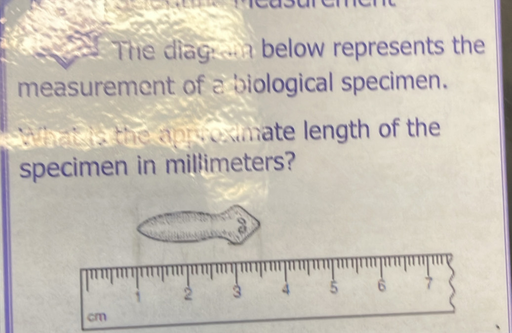 The diagnm below represents the 
measurement of a biological specimen.
h a t is the approximate length of the 
specimen in millimeters?