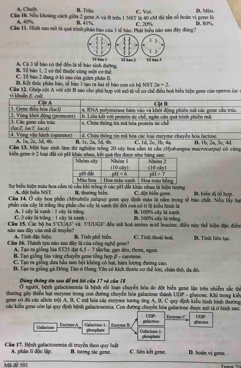 A. Chuột. B. Trâu. C. Voi. D. Mèo.
Cầu 10. Nếu khoảng cách giữa 2 gene A và B trên 1 NST là 40 cM thì tần số hoán vị gene là
A. 40%, B. 41%. C. 20%. D. 80%.
Câu 11. Hình sau mô tả quá trình phân bào của 3 tế bào. Phát biểu nào sau đây đúng?
( )
Tế bào 2 Tế bảo 3
A. Cả 3 tế bào có thể đều là tế bào sinh dưỡng.
B. Tế bào 1, 2 có thể thuộc cùng một cơ thể.
C. Tế bảo 2 đang ở kì sau của giảm phân II.
D. Kết thúc phân bào, tế bào 3 tạo ra hai tế bào con có bộ NST 2n=2.
Câu 12. Ghép cột A với cột B sao cho phù hợp với mô tả về cơ chế điều hoà biểu hiện gene của operon lạc ở
vi khuẩn E. coli.
Cột A Cột B
1. Gene điều hòa (lac1) a. RNA polymerase bám vào và khởi động phiên mã các gene cầu trúc.
2. Vùng khởi động (promoter) b. Liên kết với protein ức chế, ngăn cản quá trình phiên mã.
3. Các gene cầu trúc c. Chứa thông tin mã hóa protein ức chế
(lacZ, lac¥, lacA)
4. Vùng vận hành (operator) d. Chứa thông tin mã hóa các loại enzyme chuyển hóa lactose.
A. 1a, 2c, 3d, 4b. B. 1c, 2a, 3d, 4b. C. 1d、 2c、 3b、 4a. D. 1b, 2a, 3c, 4d.
Câu 13. Một học sinh làm thí nghiệm trồng 20 cây hoa cầm tú cầu (Hydrangea macrocarpa) có cùng
kiểu gene ở 2 loại đất có pH khác nhau, kết quả thu được như bảng sau:
Sự biểu hiện màu hoa cầm tú cầu khi trồng ở các pH đất khác nhau là hiện tượng
A. đột biển NST. B. thường biến. C. đột biến gene. D. biến dị tổ hợp.
Câu 14. Ở cây hoa phần (Mirabilis jalapa) gene quy định màu lá nằm trong tế bào chất. Nếu lấy hại
phần của cây lá trắng thụ phần cho cây lá xanh thì đời con có tỉ lệ kiều hình là
A. 1 cây lá xạnh : 1 cây lá trắng. B. 100% cây lá xanh.
C. 3 cây lá trắng : 1 cây lá xanh . D. 100% cây lá trắng.
Câu 15. Các bộ ba 5^,CUA3^, và 5^,UUG3^, đều mã hoá amino acid leucine, điều này thể hiện đặc điểm
nào sau đây của mã di truyền?
A. Tính đặc hiệu. B. Tính phổ biến. C. Tính thoái hoá. D. Tính liên tục.
Câu 16. Thành tựu nào sau đây là của công nghệ gene?
A. Tạo ra giống lúa ST25 đạt 6,5 - 7 tấn/ha, gạo dèo, thơm, ngon.
B. Tạo giống lúa vàng chuyển gene tổng hợp β - carotene.
C. Tạo ra giống dưa hầu tam bội không có hạt, hàm lượng đường cao.
D. Tạo ra giống gà Đông Tảo ở Hưng Yên có kích thước cơ thể lớn, chân thô, da đỏ.
Dùng thông tin sau đễ trả lời câu 17 và câu 18
Ở người, bệnh galactosemia là bệnh rối loạn chuyền hóa do đột biến gene lặn trên nhiễm sắc thể
thường gây thiểu hụt enzyme trong con đường chuyển hóa galactose thành UDP - glucose. Khi trong kiểu
gene có đủ các allele trội A, B, C mã hóa các enzyme tương ứng A, B, C quy định kiều hình bình thường
các kiểu gene còn lại quy định bệnh galactosemia. Con đường chuyển hóa galactose được mô tả ở hình sau:
UDP- Enzyme C UDP-
Galactose Enzyme A Galactose-1- Enzyme B galactose
glucose
phosphate Galactose-1-
phosphate
Câu 17. Bệnh galactosemia di truyền theo quy luật
A. phân li độc lập. B. tương tác gene. C. liên kết gene. D. hoán vị gene.
Mã đề 501
Tranø 2/