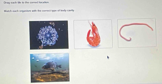 Drag each tile to the correct location 
Match each organism with the correct type of body cavity