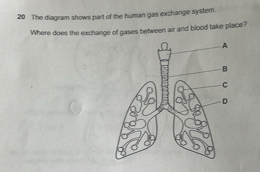 Resuelto:The diagram shows part of the human gas exchange system. Where ...
