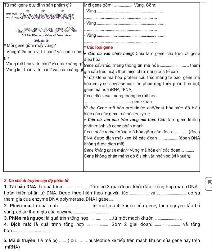 Từ mỗi gene quy định sản phẩm gì? Mỗi gene gồm: _ Vùng. Gồm: 
Mịc 
Mạch 
* M 
- V 
gì? 
- Vù 
- V 
2. 
1. 
hoàn thiện phân tử DNA. Được thực hiện theo nguyên tắc _và_ có sự 
tham gia của enzyme DNA polymerase, DNA ligase.... 
2. Phiên mã: là quá trình _từ một mạch khuôn của gene, theo nguyên tắc bổ 
sung, có sự tham gia của enzyme_ 
3. Phiên mã ngược: là quá trình tổng hợp _từ một mạch khuôn_ 
4. Dịch mã: là quá trình tổng hợp _ ồm 2 giai đoạn: _và tổng 
hợp_ 
5. Mã di truyền: Là mã bộ ...... ( cứ .........nucleotide kế tiếp trên mạch khuôn của gene hay trên 
mRNA)