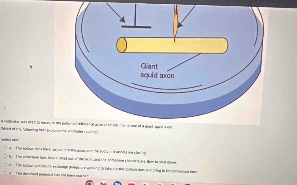 A voltmeter was used to measure 
Which of the following best expla reading?
Select one:
a. The sodium ions have rushed into the axon, and the sodium channels are closing.
b. The potassium ions have rushed out of the axon, and the potassium channels are slow to shut down.
c. The sodium potassium exchange pumps are working to take out the sodium ions and bring in the potassium ions.
d. The threshold potential has not been reached.