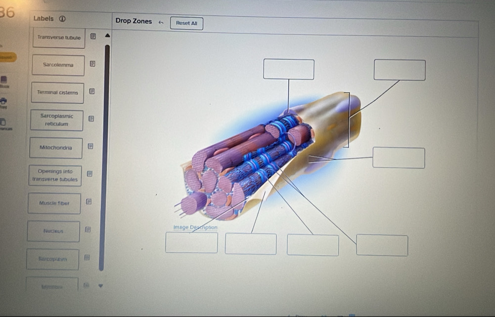 Solved: Labels ① Drop Zones Reset All Transverse tubule Sarcolemma ...