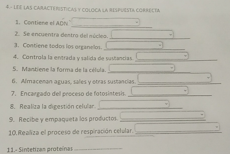 4.- LEE LAS CARACTERISTICAS Y COLOCA LA RESPUESTA CORRECTA 
_ 
_ 
1. Contiene el ADN 
2. Se encuentra dentro del núcleo. 
_ 
3. Contiene todos los organelos._ 
4. Controla la entrada y salida de sustancias._ 
5. Mantiene la forma de la célula._ 
6. Almacenan aguas, sales y otras sustancias._ 
7. Encargado del proceso de fotosíntesis._ 
8. Realiza la digestión celular._ 
9. Recibe y empaqueta los productos._ 
10.Realiza el proceso de respiración celular._ 
11.- Sintetizan proteínas_